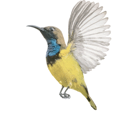 Sunbird_2-ezgif.com-optimize (1)